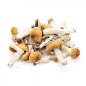 Where to buy Golden Teachers mushrooms