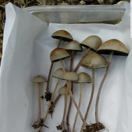 where to buy psilocybe mexicana online